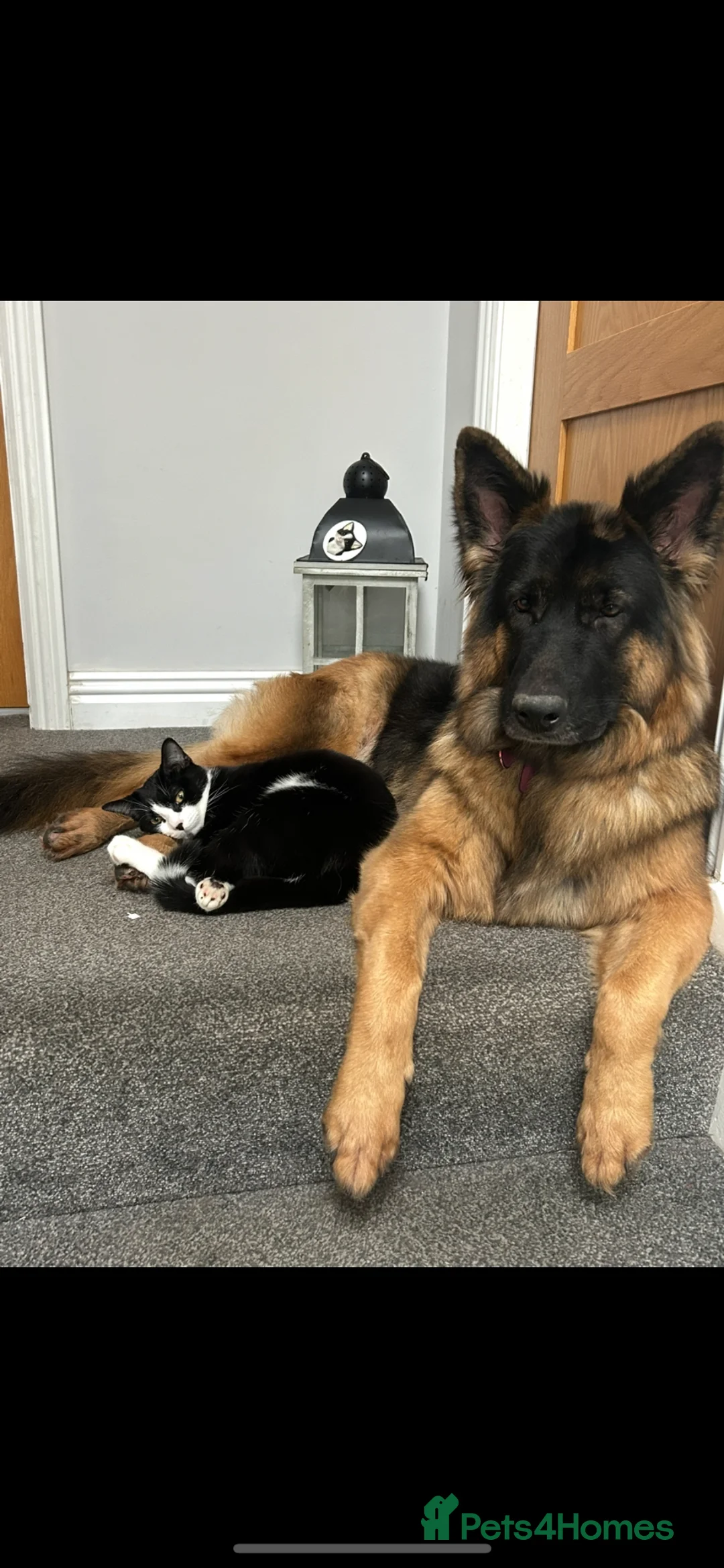 German Shepherd dogs for sale: Gorgeous girl needs a loving home  - Advert 1