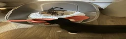 Bengal cats for sale: Kitten’s and mother are ready for there homes - Advert 16