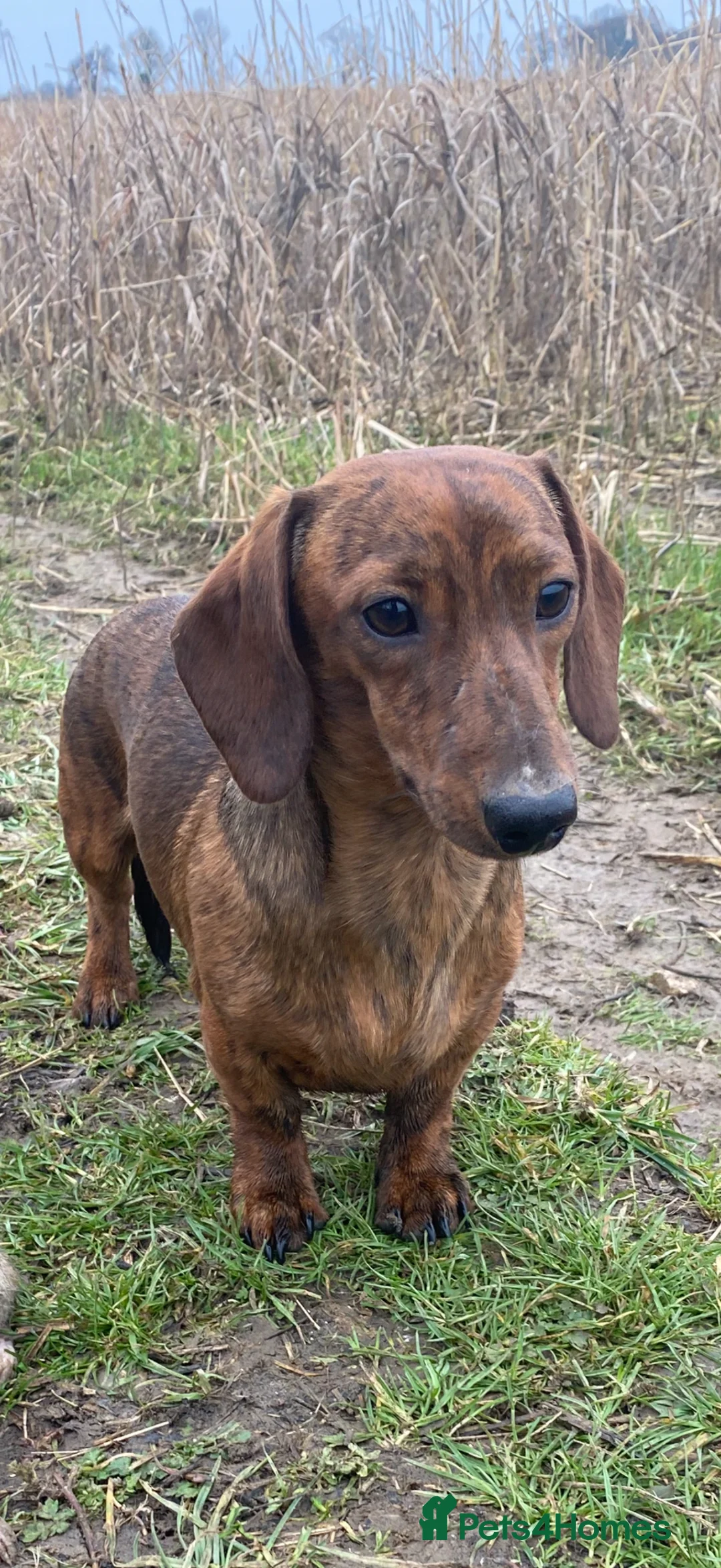 Miniature Dachshund dogs for stud: FOR STUD Miniature Smooth Brindle Dachshund  - Advert 2
