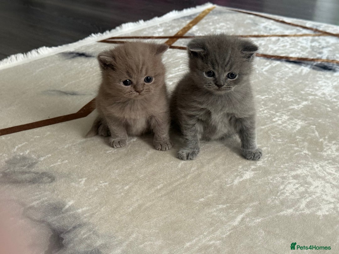 British Shorthair cats for sale: Adorable British Shorthair Kittens for Sale - Image 4