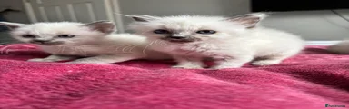Ragdoll 4