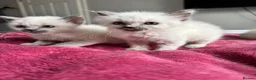 Ragdoll cats for sale: Blue point Ragdoll kittens  - Advert 17