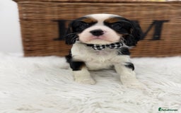 Cavalier King Charles Spaniel dogs for sale: Health tested Cavalier king charles - Advert 9