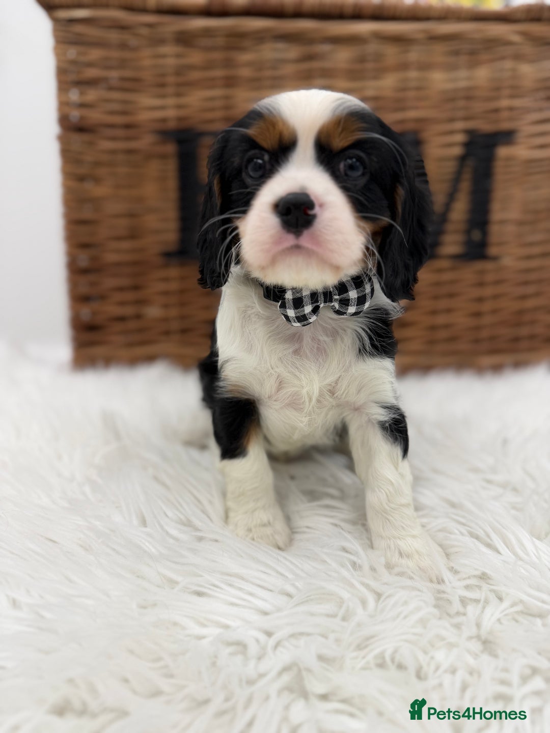 Cavalier King Charles Spaniel dogs for sale: Health tested Cavalier king charles - Advert 9