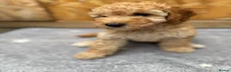 Cockapoo dogs for sale: F1b beautiful Cockapoo  - Advert 8