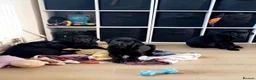 Labrador Retriever dogs for sale: 5 BLACK KC REGISTERED LABRADORS FOR SALE  - Advert 5