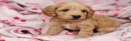 Cockapoo dogs for sale: Miniature cockapoo puppies  - Advert 19