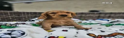 Cocker Spaniel dogs for sale: Cocker Spaniels Ready Now!!!!! - Advert 23