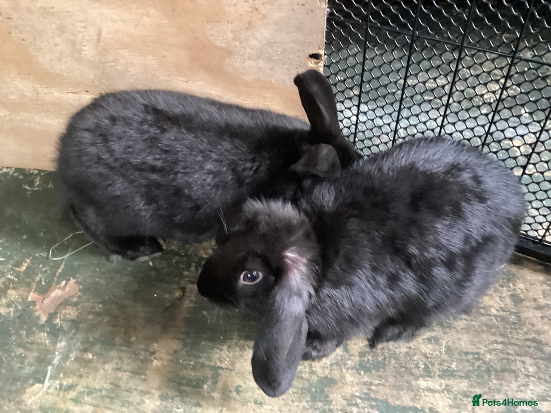 Flemish rabbits for sale: FLEMISH GIANT,CROSS - Advert 18