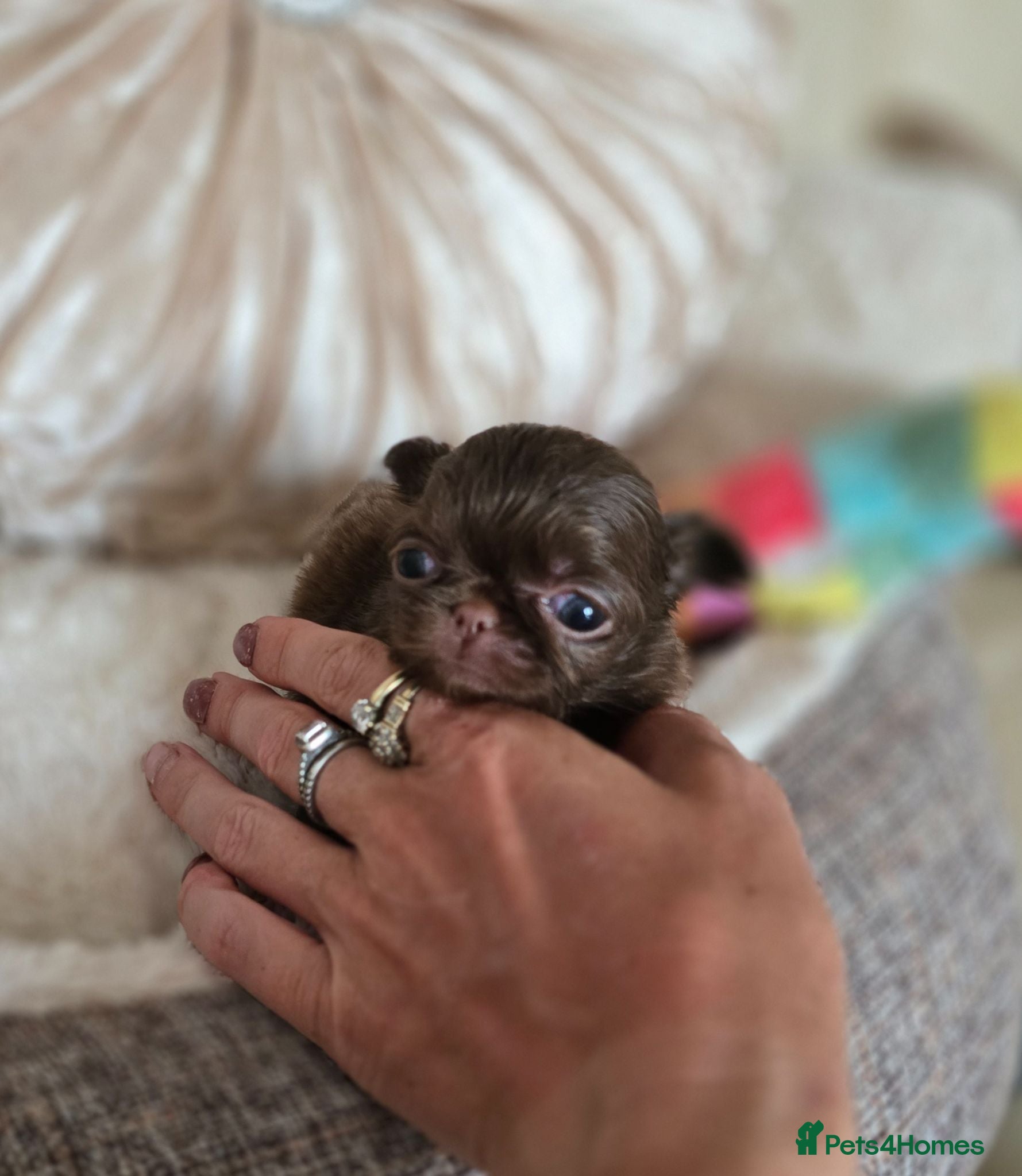 Chihuahua dogs Xx quality chocolate longcoat chihuahua puppies Xx - Advert 2