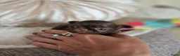 Chihuahua dogs for sale: Xx quality chocolate longcoat chihuahua puppies Xx - Advert 2