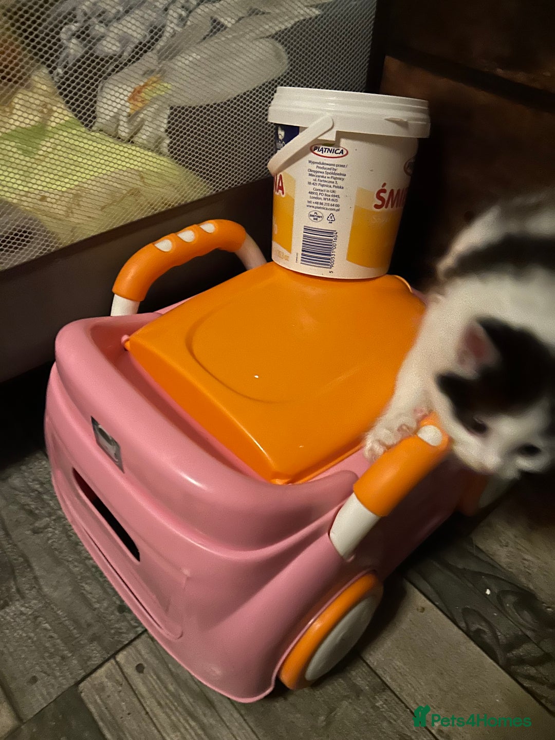 Mixed Breed cats for sale: Kittens are ready now  - Advert 17