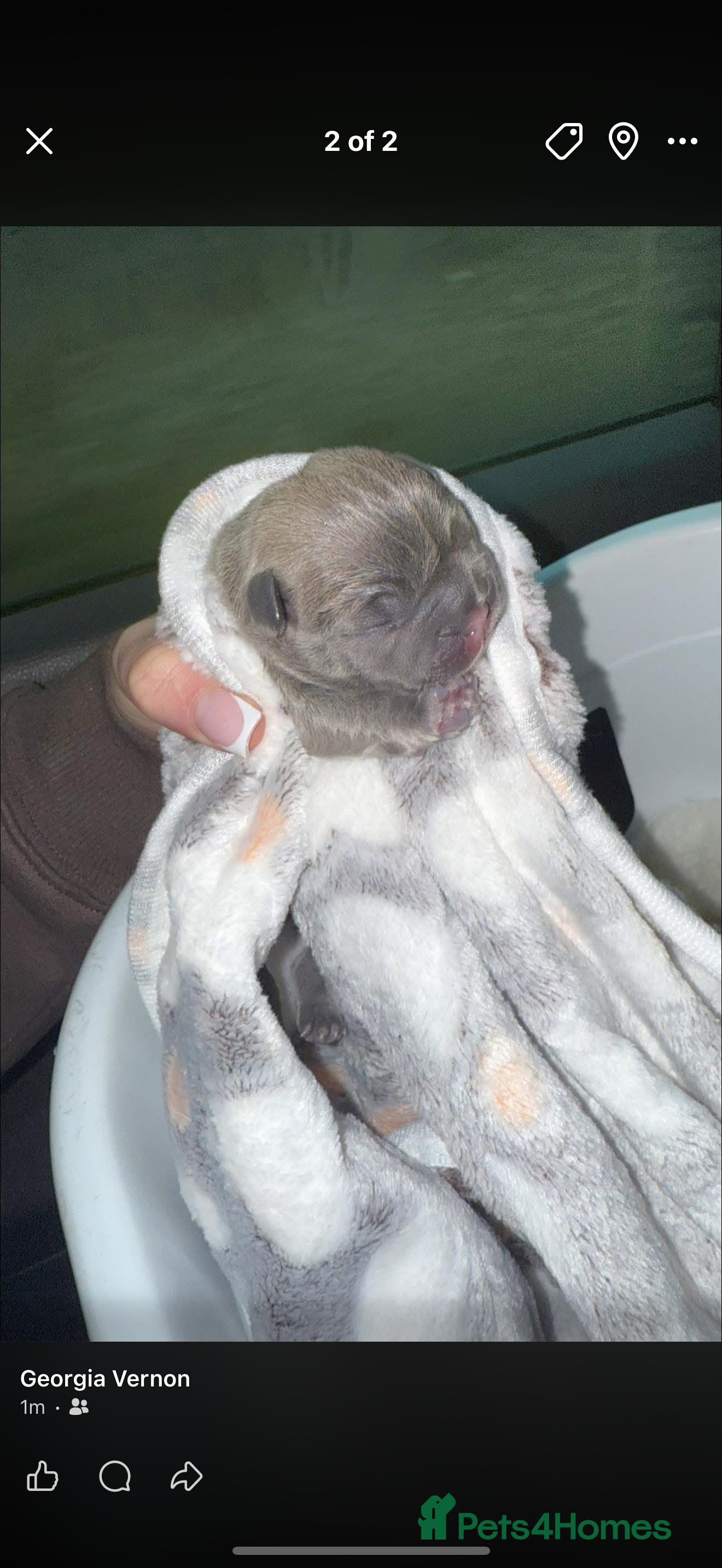 French Bulldog dogs French bulldog puppy🩵 - Advert 17