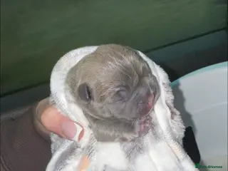 French Bulldog dogs French bulldog puppy🩵 - Advert 17