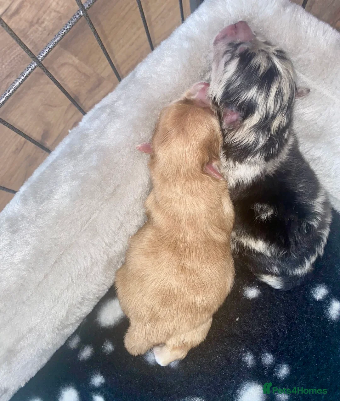 Pomeranian dogs for stud: Chocolate Merle Stud Health Tested in Dartford - Advert 24