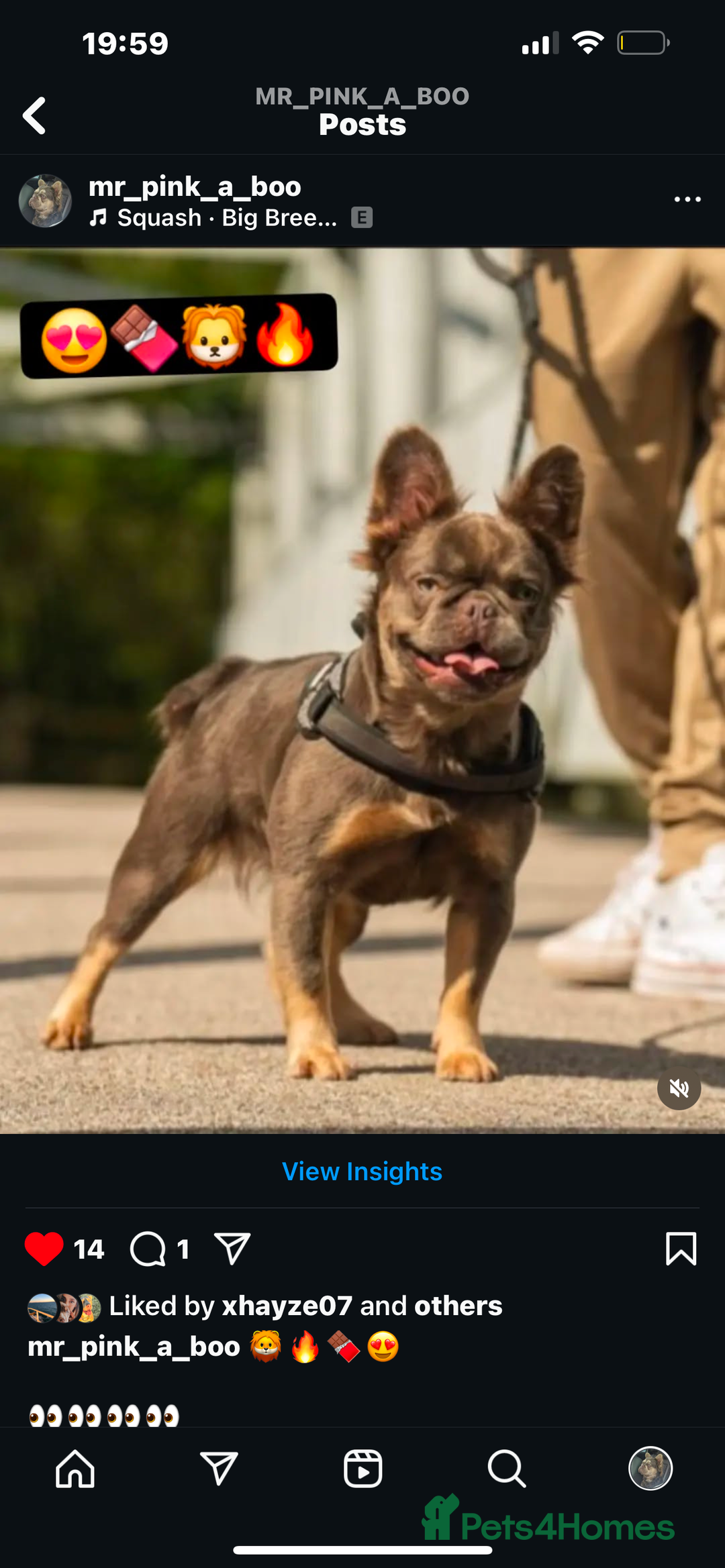 Mixed Breed dogs for sale: ONE OF ONE! Micro Asian Toy PoodleXFluffy Frenchie - Image 5
