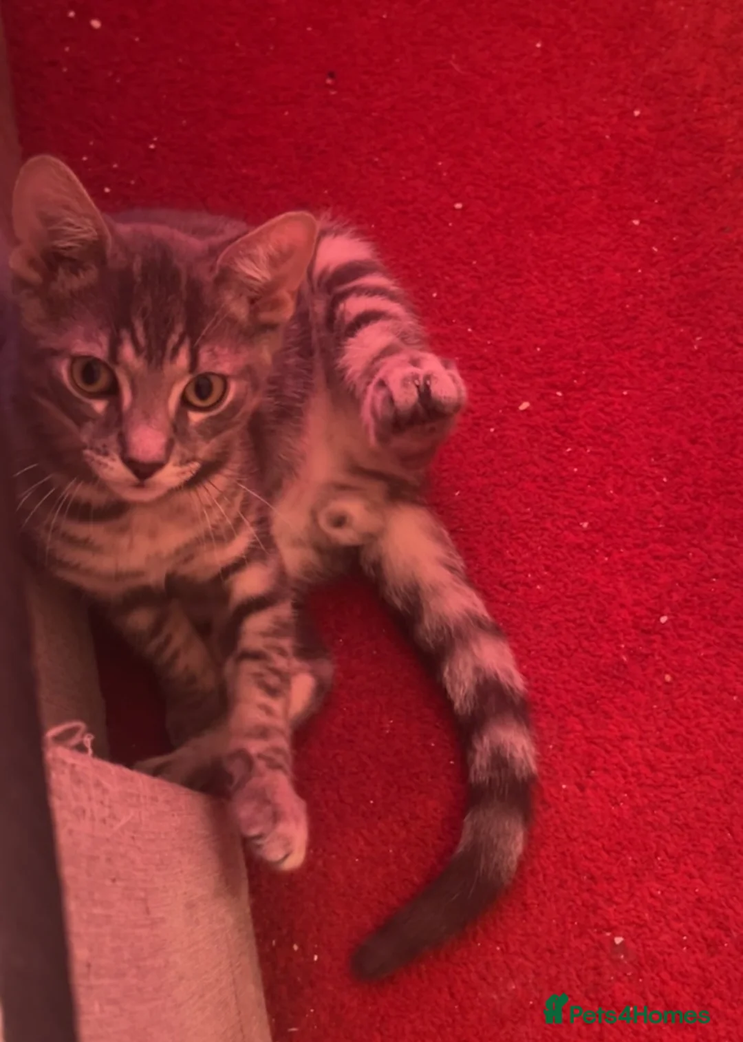 Mixed Breed cats for sale: 4 kittens 3.5 months/15 weeks old for sale  - Advert 2