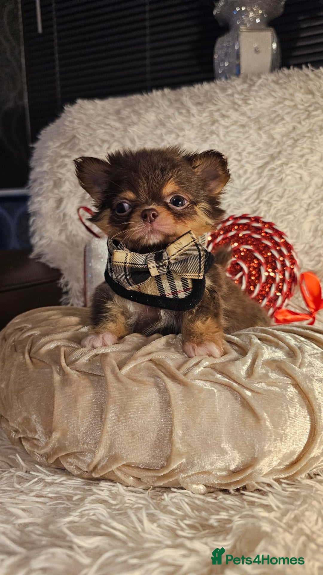 Chihuahua dogs for sale: Xx gorgeous chocolate longcoat chihuahua puppy Xx - Advert 8