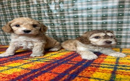 Cockapoo dogs for sale: Cockapoo puppies beautiful colours  - Image 25