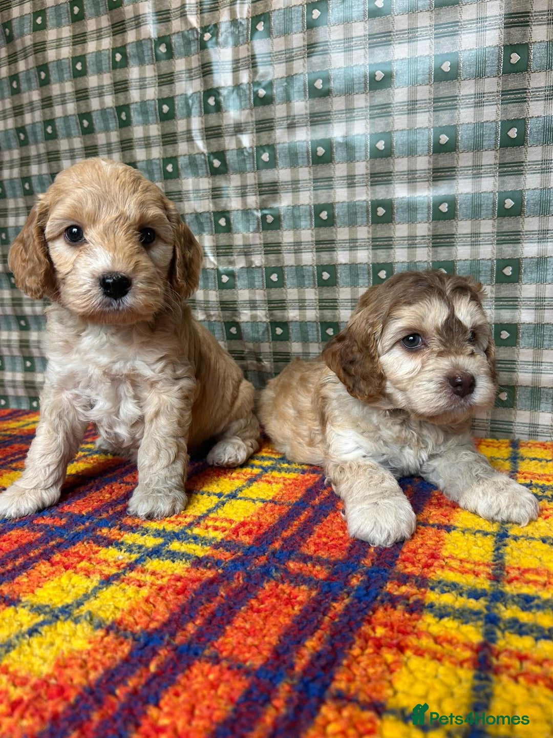 Cockapoo dogs for sale: Cockapoo puppies beautiful colours  - Image 25