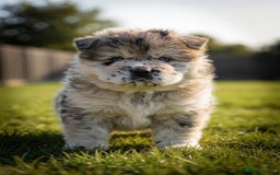 Chow Chow dogs for sale: Ocean Eyed Bear faced Chow Chows  - Image 3