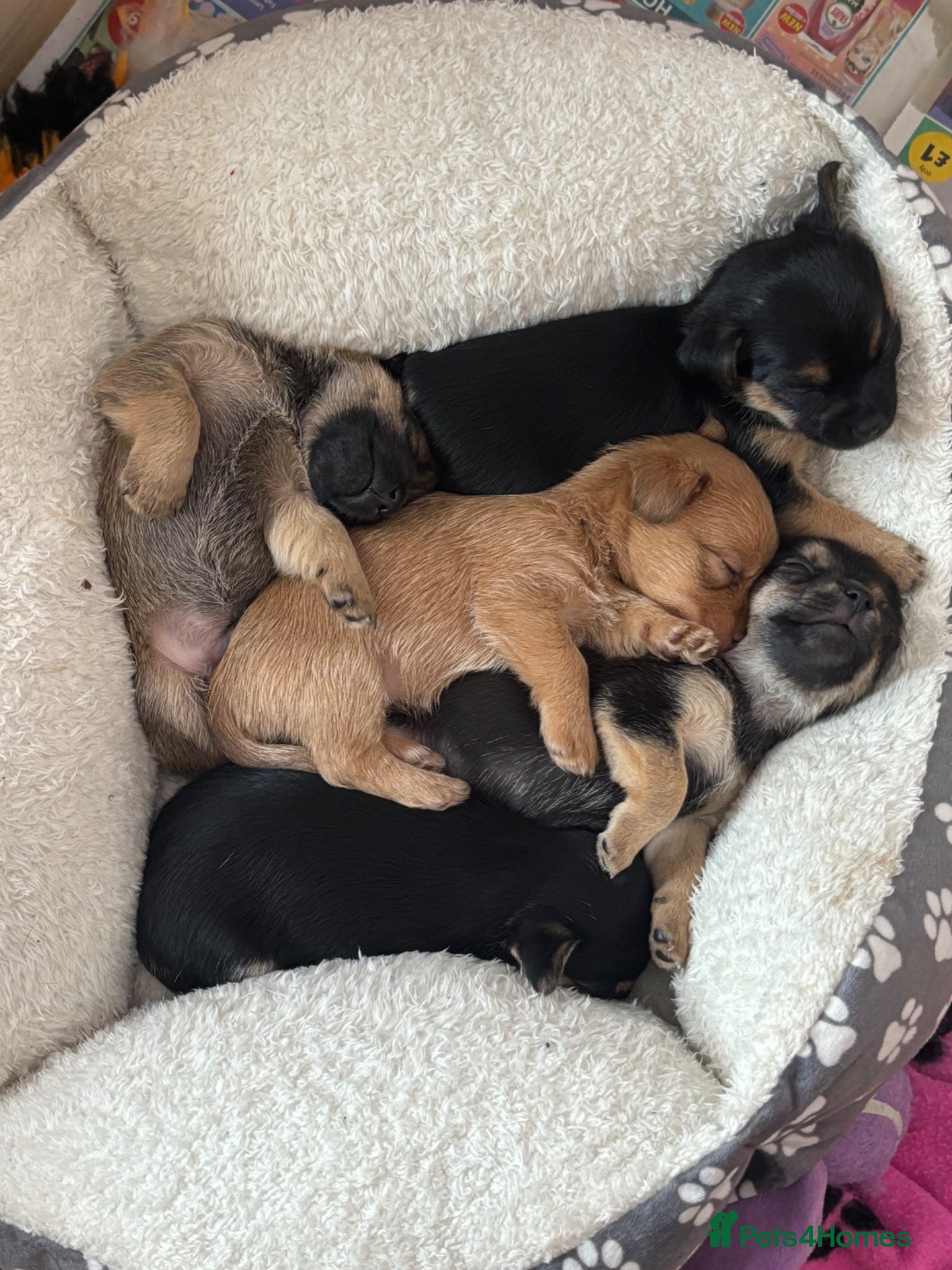 Mixed Breed dogs for sale: Cairmal X Jorkie puppies - Advert 1