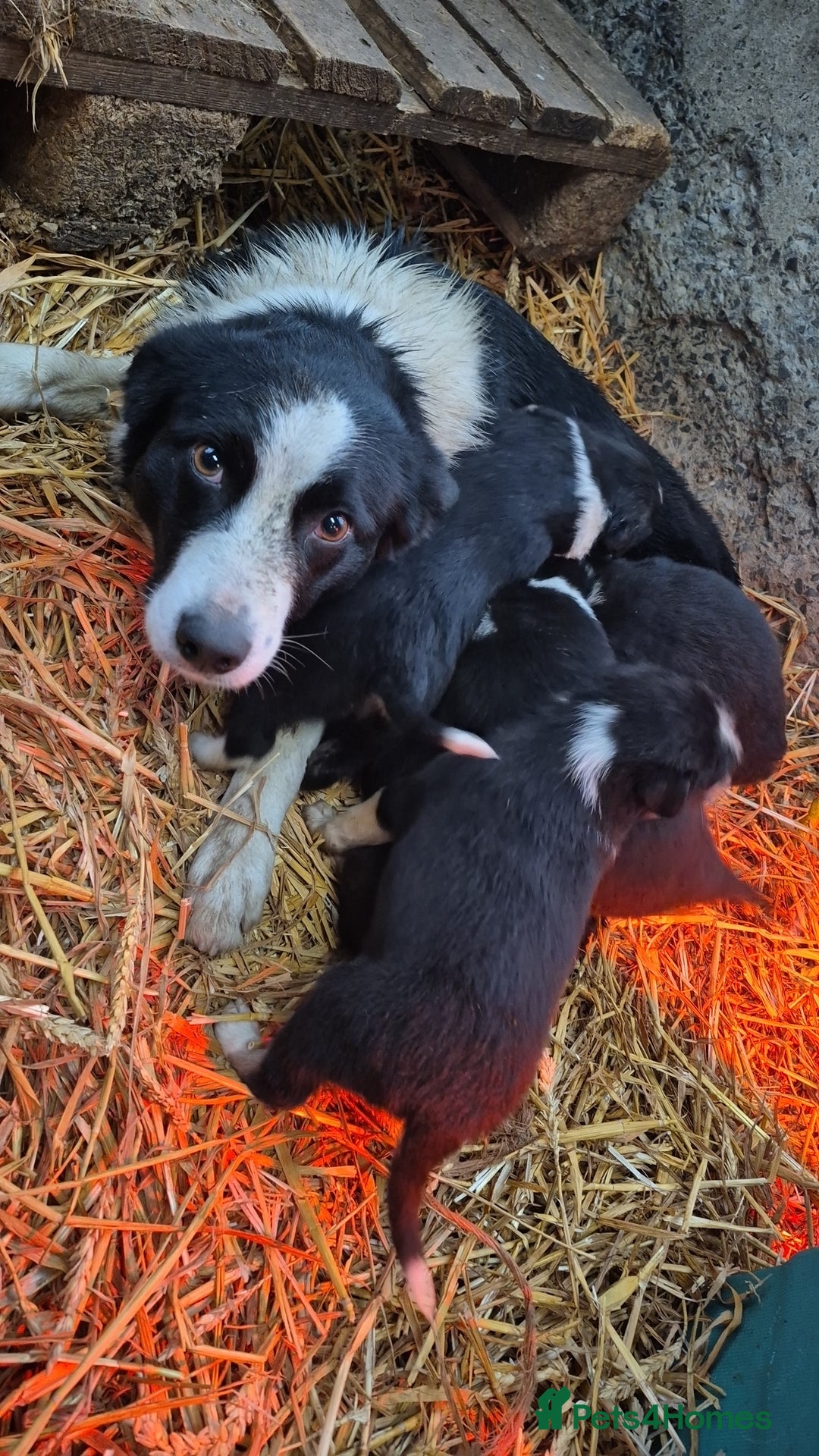 Border Collie dogs for sale: Collie Pups - Advert 7