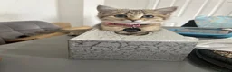 British Shorthair cats for sale: Gorgeous Pure Bred BSH Kitten - Advert 12