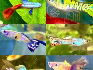 Live Bearers fish - Advert 8