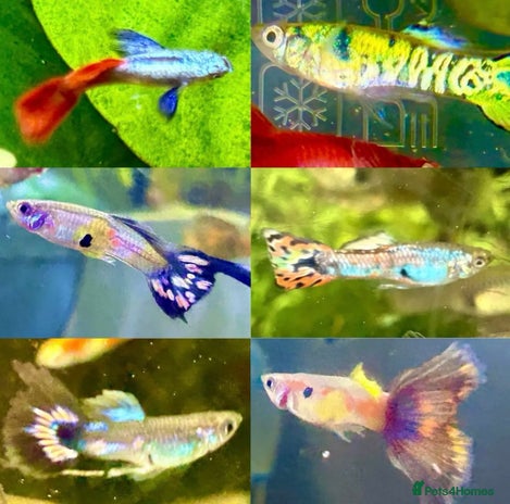 Live Bearers fish - Advert 18
