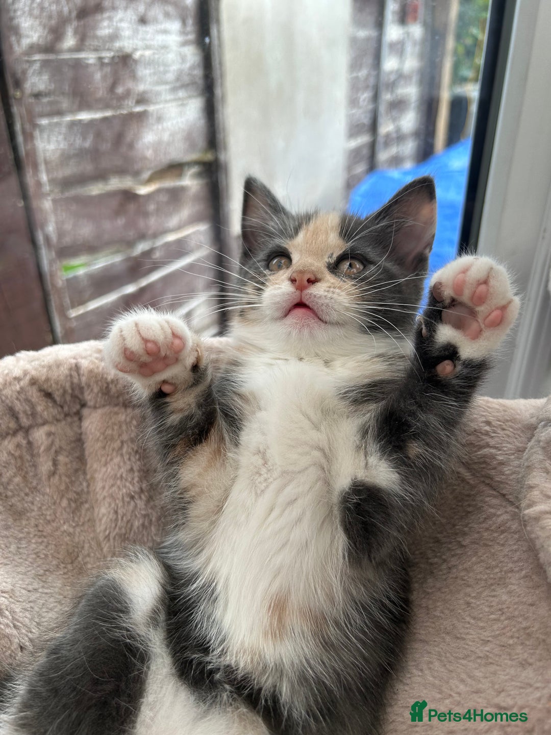 Siberian cats for sale: Siberian cross kittens - Image 6