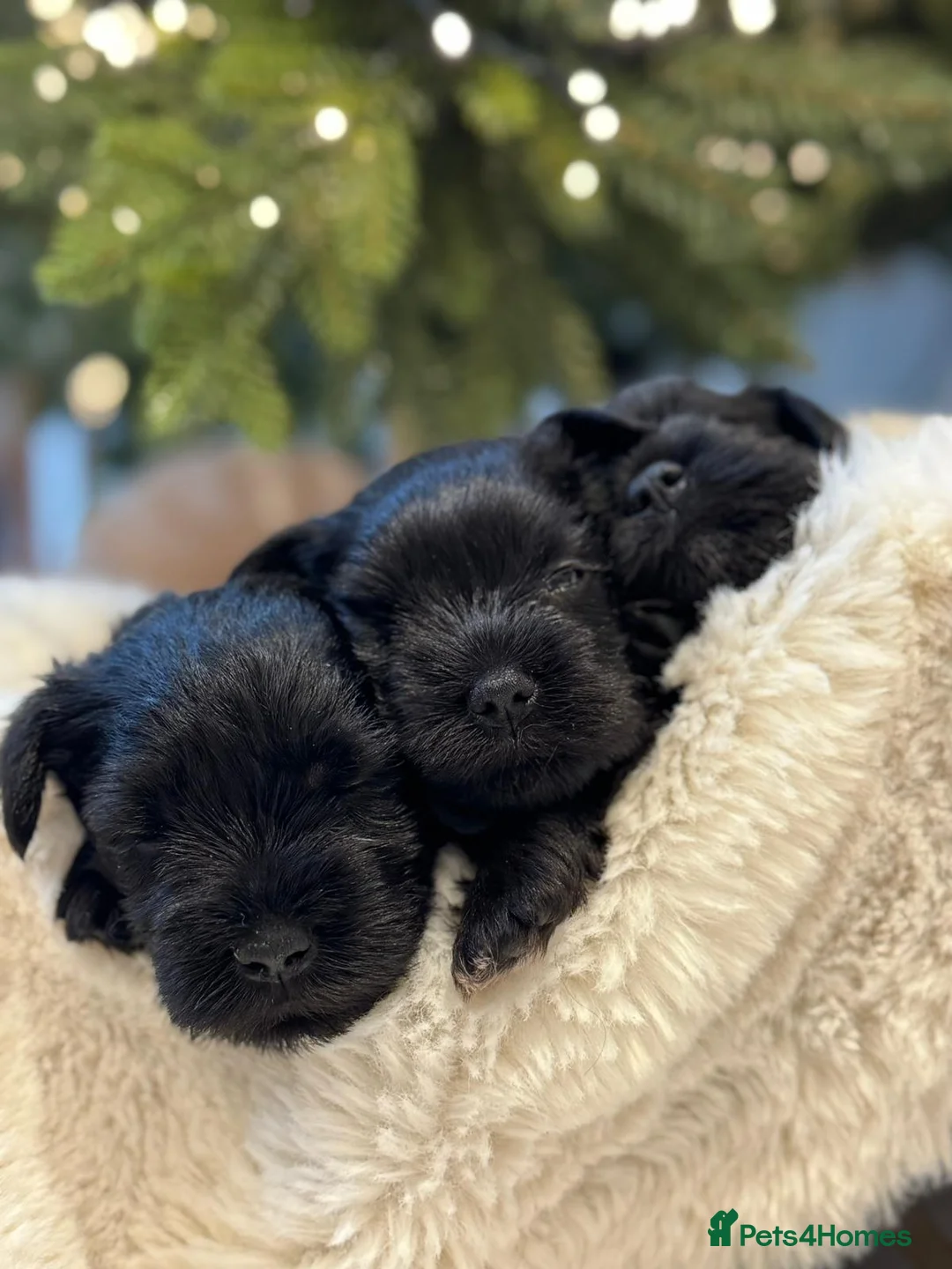 Miniature Schnauzer dogs for stud: Handsome black and silver Miniature Schnauzer  in Cambridge - Advert 37