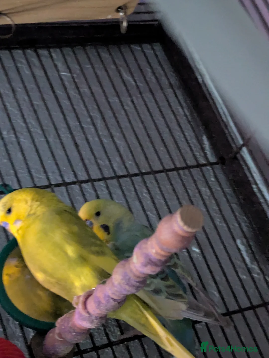 Budgerigars birds for sale: 2 male budgies (need to go together) in Sheffield - Advert 1
