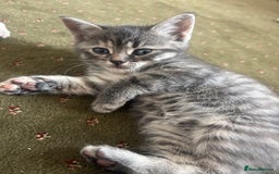British Shorthair cats for sale: BSH silver tabby kittens - Image 4