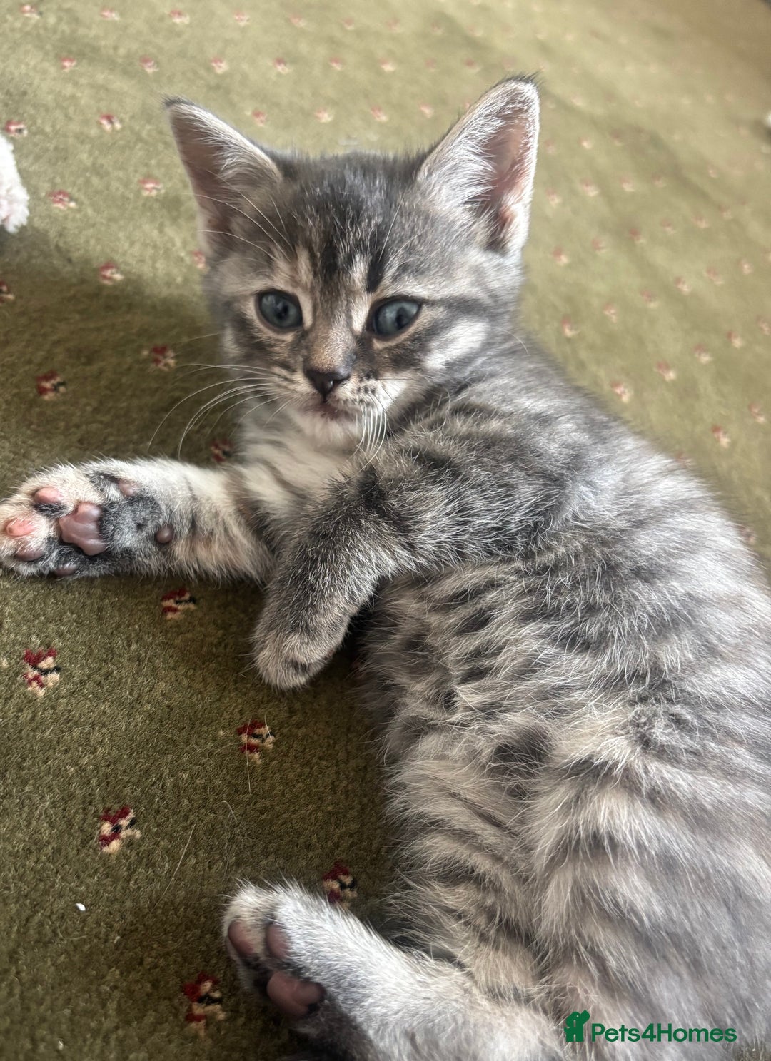 British Shorthair cats for sale: BSH silver tabby kittens - Image 4