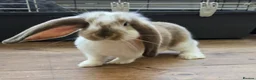 French Lop rabbits for sale: French Lops ready for new home ;) - Advert 1