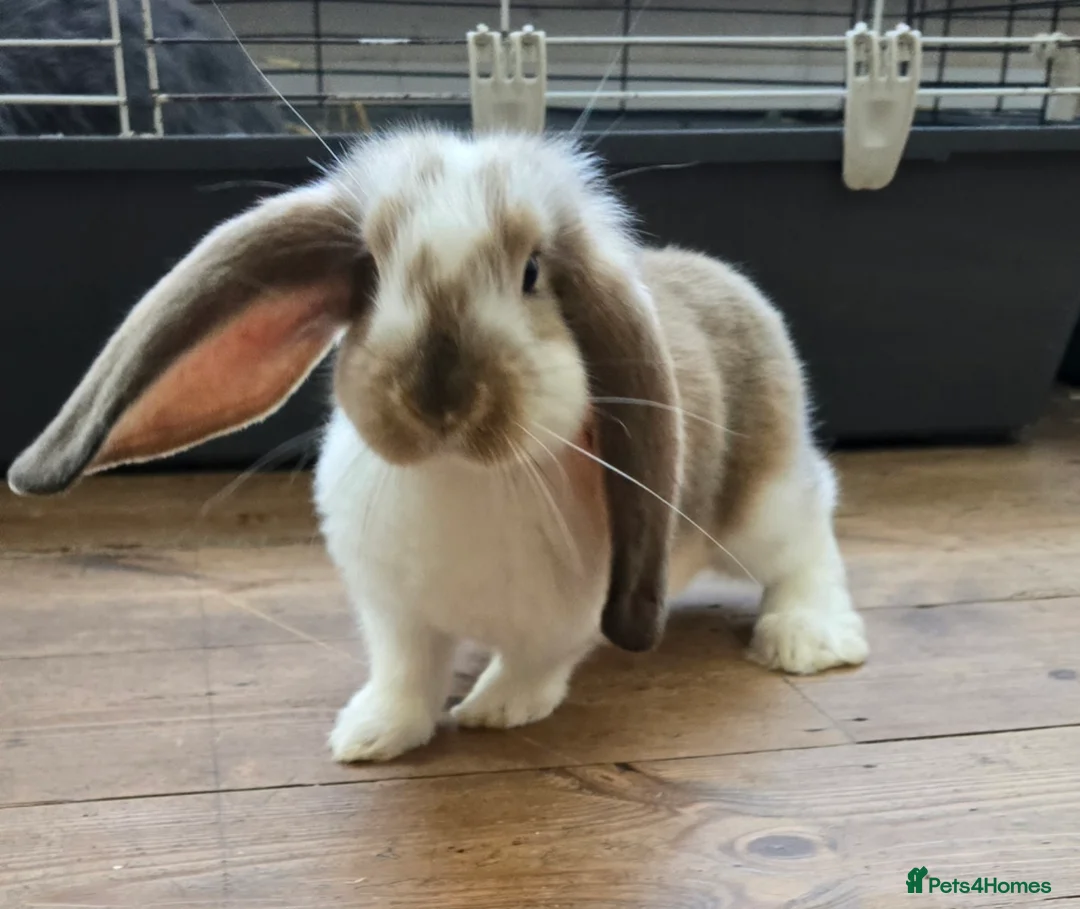 French Lop rabbits for sale: French Lops ready for new home ;) - Advert 1