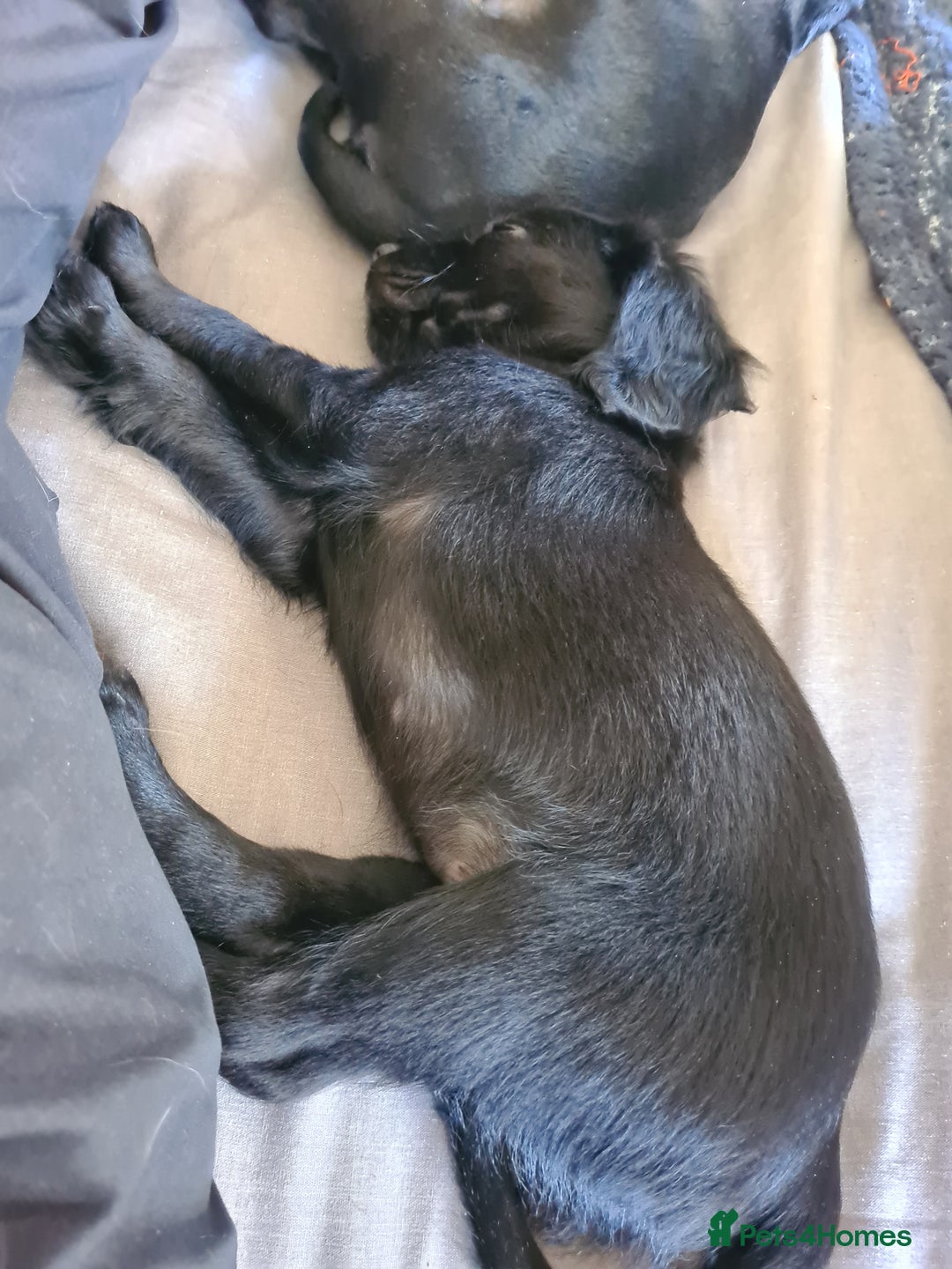 Mixed Breed dogs for sale: Beautiful litter of spaniel Cross  - Image 24
