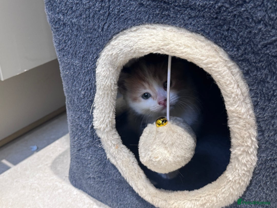 American Shorthair cats for sale: 1 grey male and 2 female for sale  - Advert 6