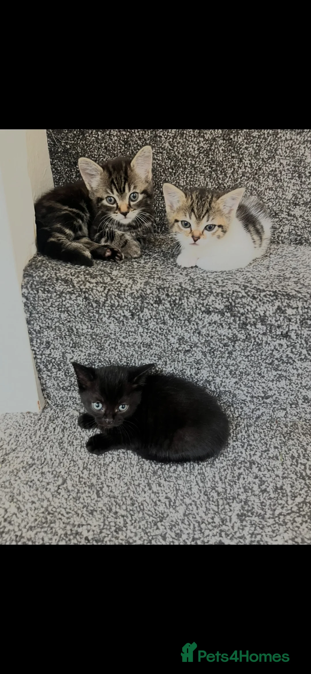 British Shorthair cats for sale: Kittens looking there forever homes - Advert 2