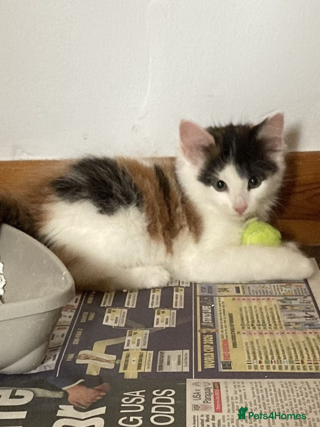 Mixed Breed cats 3 BEAUTIFUL KITTENS - READY TO LEAVE - Advert 19