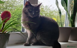 Mixed Breed cats for sale: Elvis looking for new home. Free - Image 2