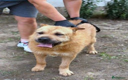 Mixed Breed dogs for adoption: 🐾 Izzy – the snuggle bear with a golden heart 🐾 - Image 6
