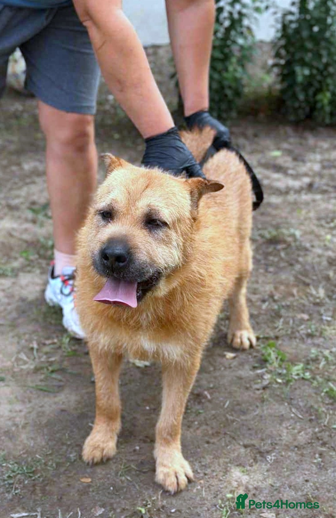 Mixed Breed dogs for adoption: 🐾 Izzy – the snuggle bear with a golden heart 🐾 - Image 6