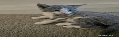Kitten