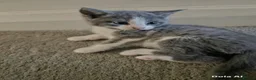 Mixed Breed cats for sale: Kittens  - Advert 3