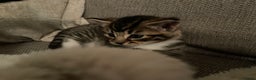 Mixed Breed cats for sale: Gorgeous tabby kittens - Advert 15