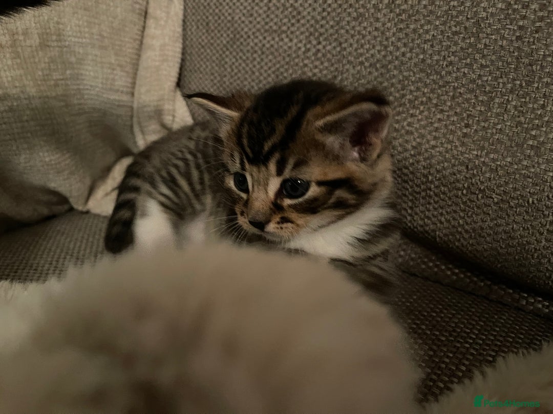 Mixed Breed cats for sale: Gorgeous tabby kittens - Advert 15