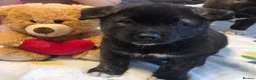 Akita dogs for sale: Big bear faced American Akitas - Advert 1