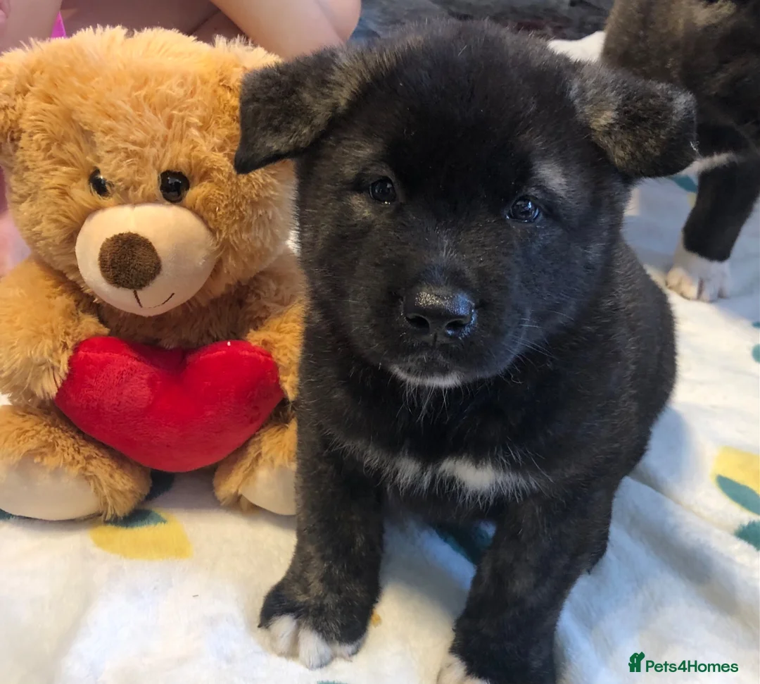 Akita dogs for sale: Big bear faced American Akitas - Advert 1